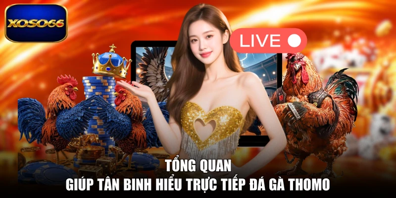 Tổng quan giúp tân binh hiểu trực tiếp đá gà Thomo